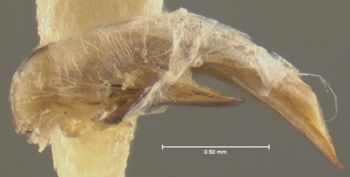 Media type: image;   Entomology 28681 Aspect: genitalia